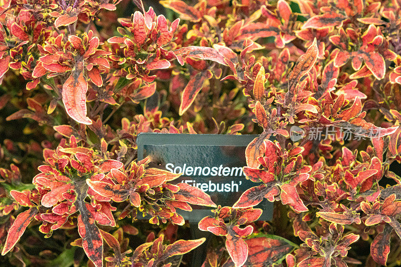 solenstemon 'Fire Bush'在伦敦，英国